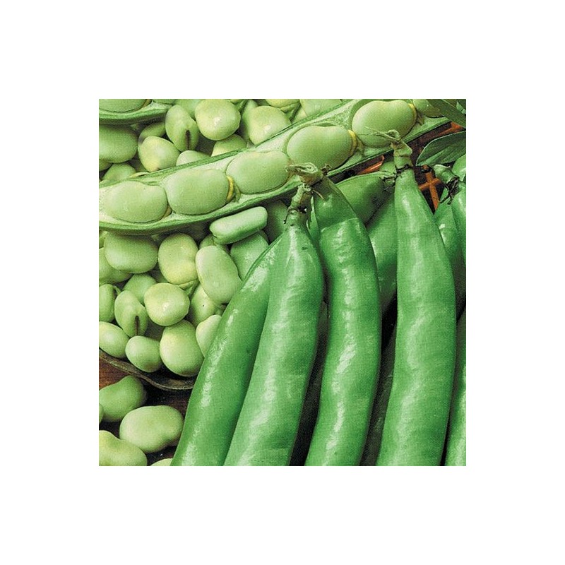 FAVA AGUADOLCE SUPERSIMONIA KG 1
