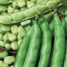 FAVA SUPERSIMONIA GR.500