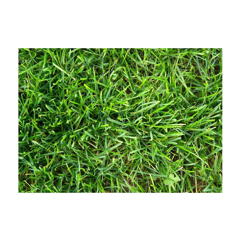 LOIETTO PERENNE  KG.1