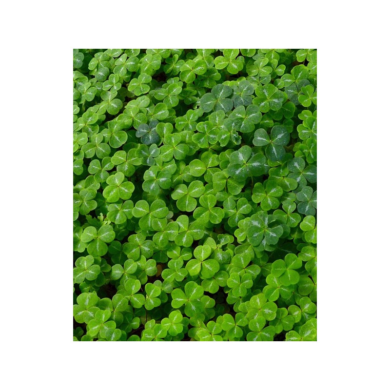 TRIFOGLIO NANISSIMO GR 500