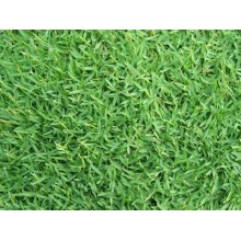 GRAMIGNONE PASPALUM NOTATUM GR.500