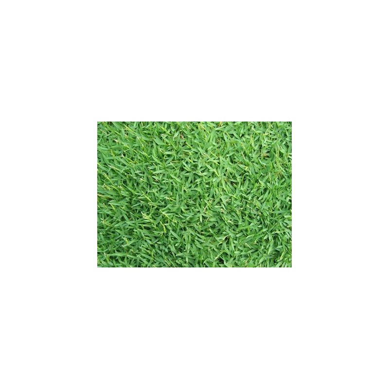 GRAMIGNONE PASPALUM NOTATUM GR.500