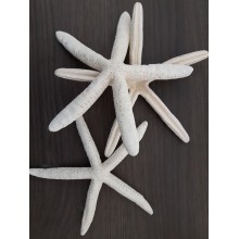 STELLE BIANCHE DITO 3-4 PZ.10