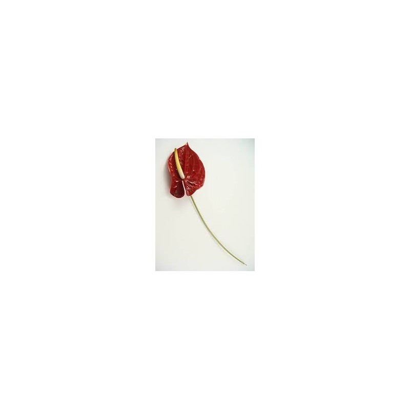 ANTHURIUM RED