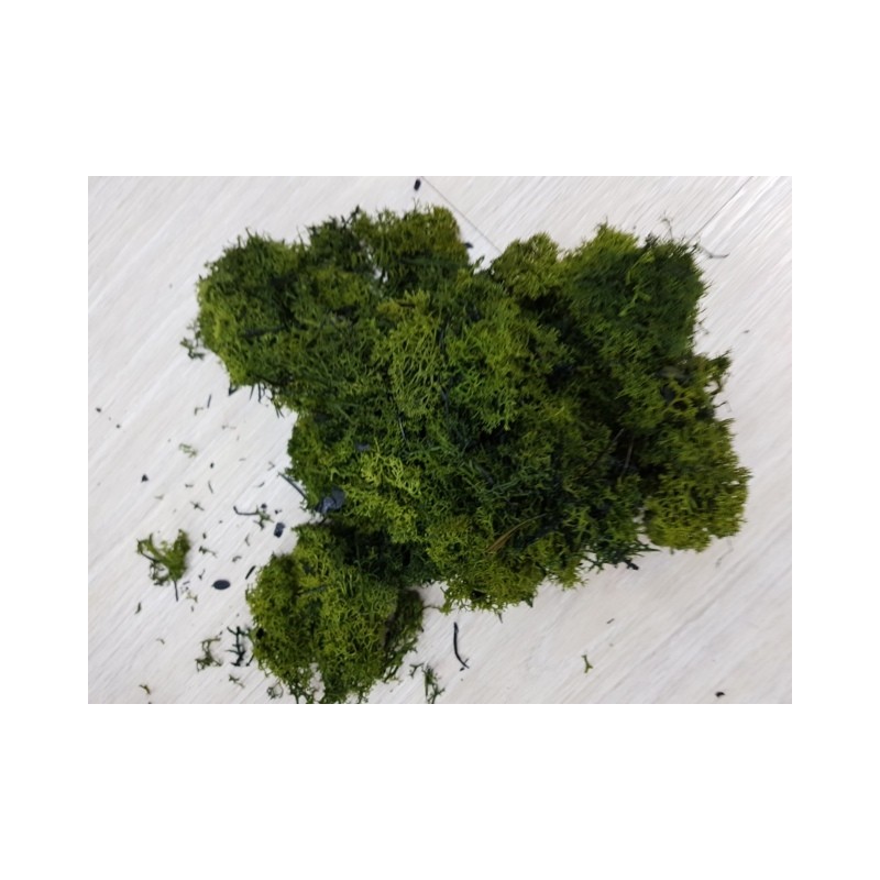 ***MUSCHIO NORDICO VERDE ABETE GR.500