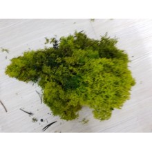 ***MUSCHIO NORDICO VERDE MAGGIO GR.500