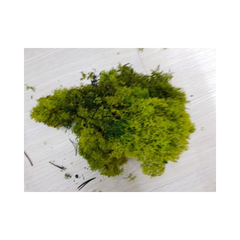 ***MUSCHIO NORDICO VERDE MAGGIO GR.500