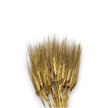 °°°GRANO BAFFO ORO GLITTER 100PZ