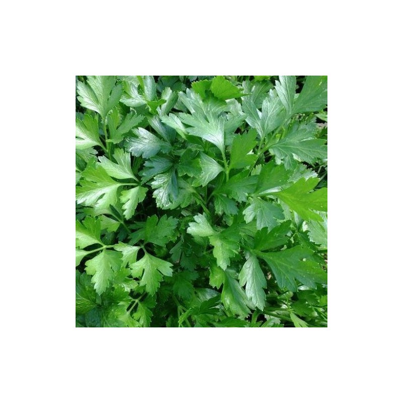 PREZZEMOLO GIGANTE GR.10 (SEMI)