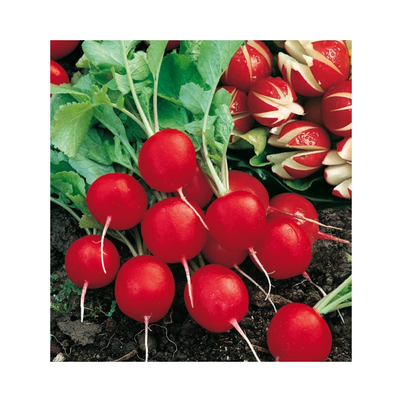 RAVANELLO SAXA 2 GR.6 (SEMI)