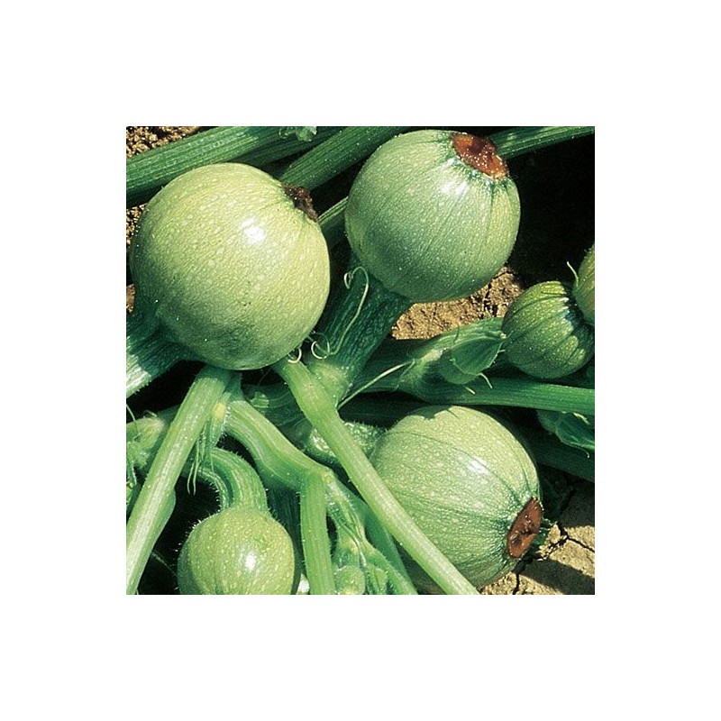 ZUCCHINO TONDO CHIARO DI NIZZA GR.6 (SEMI)