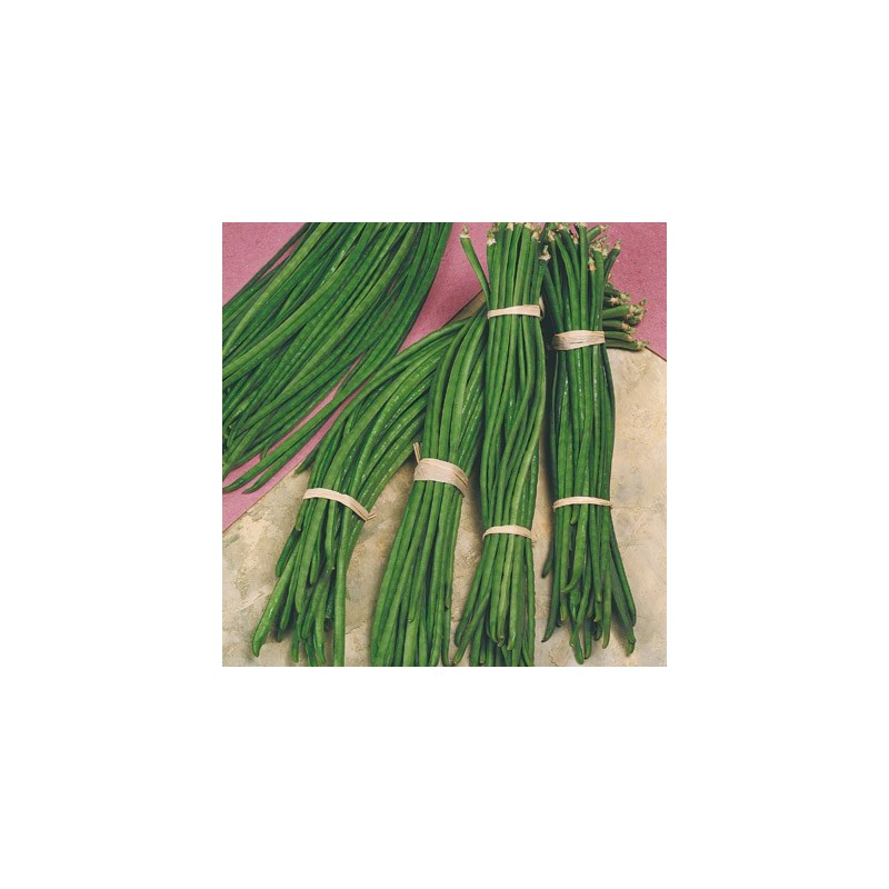 FAGIOLO RAMICANTE SEME ROSATO GR.50 (SEMI)