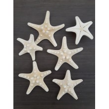 STELLE CORAZZ. BIANCHE 3-4 5PZ