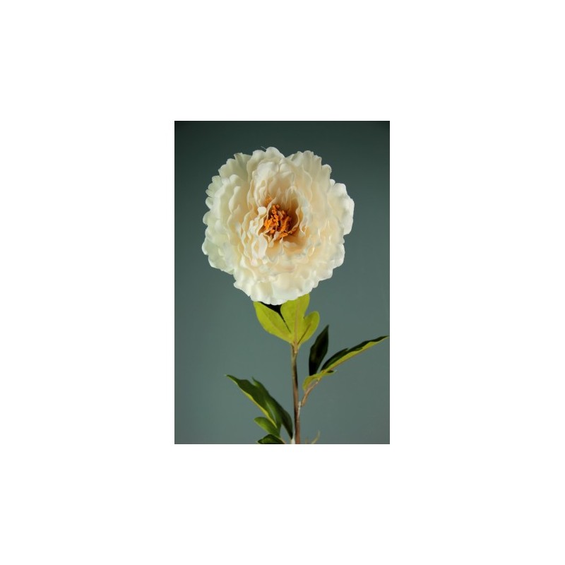 PEONIA SINGOLA BEIGE