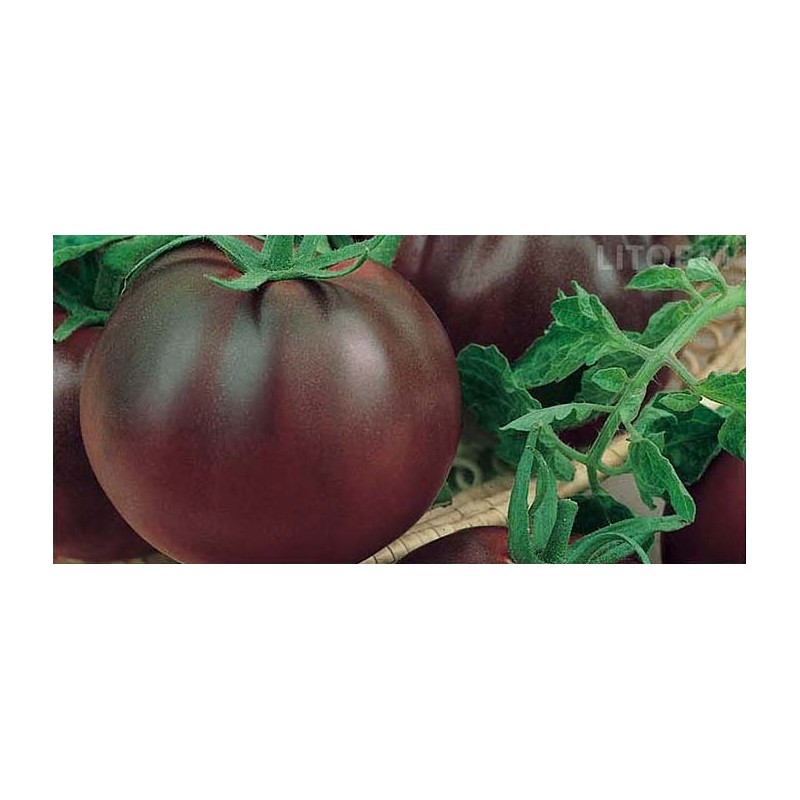 POMODORO NERO CRIMEA (SEMI) GR.0,20