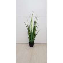 PIANTA GLADIOLUS GRASS CM.150