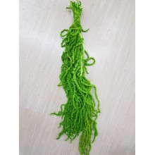 °°°AMARANTHUS CADENTE VERDE CHIARO