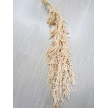 °°°AMARANTHUS CADENTE BIANCO