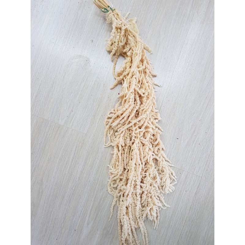 °°°AMARANTHUS CADENTE BIANCO