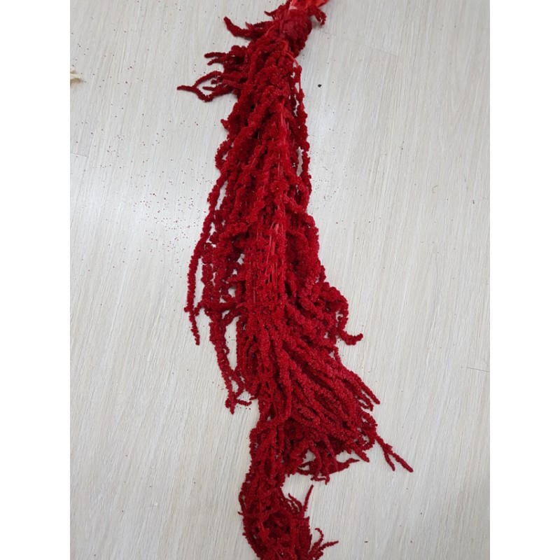 °°°AMARANTHUS CADENTE ROSSO