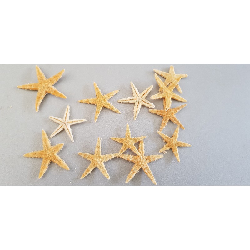 STELLE BABY STARFISH PANNA CM2,5/4 100PZ