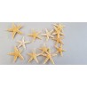 STELLE BABY STARFISH PANNA CM2,5/4 100PZ