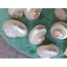 CONCHIGLIE TURBO CINERUS BUSTA 10PZ