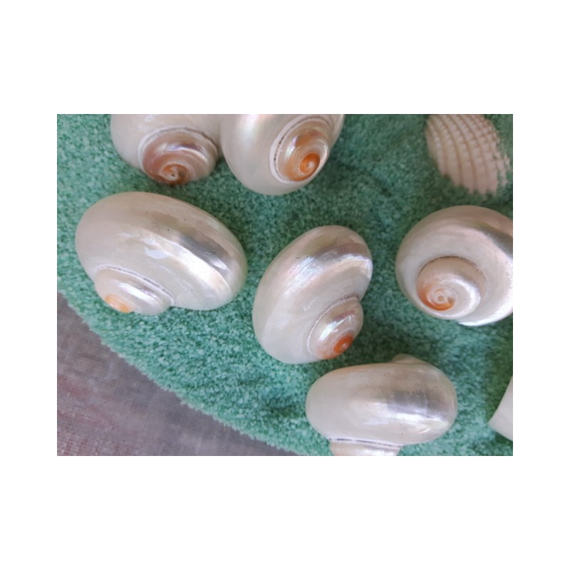 CONCHIGLIE TURBO CINERUS BUSTA 10PZ