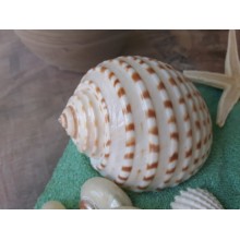 CONCHIGLIE TONNA ASS. BUSTA 500GR