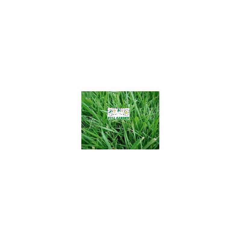 FESTUCA ARUNDINACEA 95% KG.5