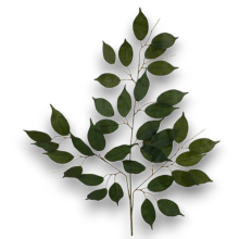 FICUS X 42 - GREEN