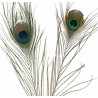 PENNA DI PAVONE MT.1 PZ.10