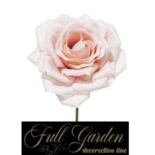 BOX 12 PICK ROSA DIAMOND CIPRIA