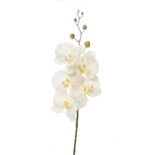 PHALENOPSIS LUSSO IVORY