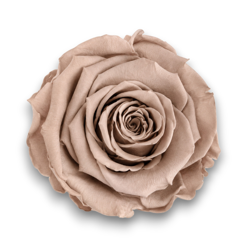 ROSE STABILIZZATE CIOCCOLATO CM.6 X 6PEZZI