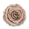 ROSE STABILIZZATE CIOCCOLATO CM.6 X 6PEZZI