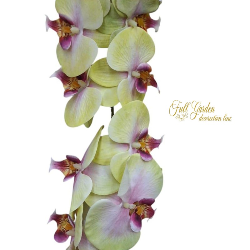ORCHIDEA NATURAL TOUCH GREEN X 11