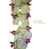 ORCHIDEA NATURAL TOUCH GREEN X 11