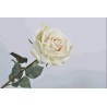 ROSA SINGOLA CM52 BEIGE