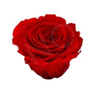 ROSE STABILIZZATE INES X6 ROSSO D.4CM