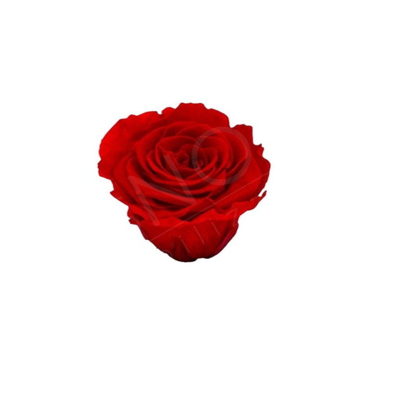 ROSE STABILIZZATE INES X6 ROSSO D.4CM