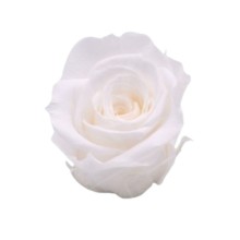 ROSE STABILIZZATE INES  X6 BIANCO D.4CM