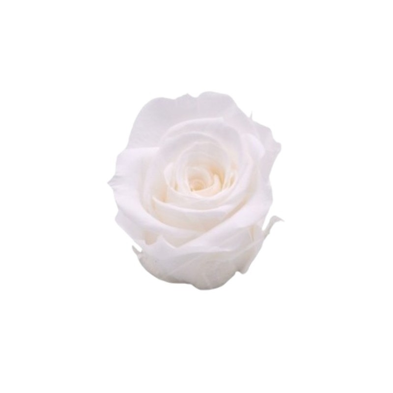 ROSE STABILIZZATE INES  X6 BIANCO D.4CM