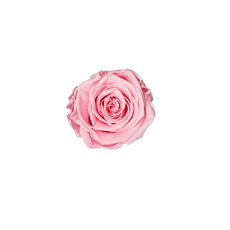 ROSE STABILIZZATE INES  X6 ROSA PASTELLO D.4CM