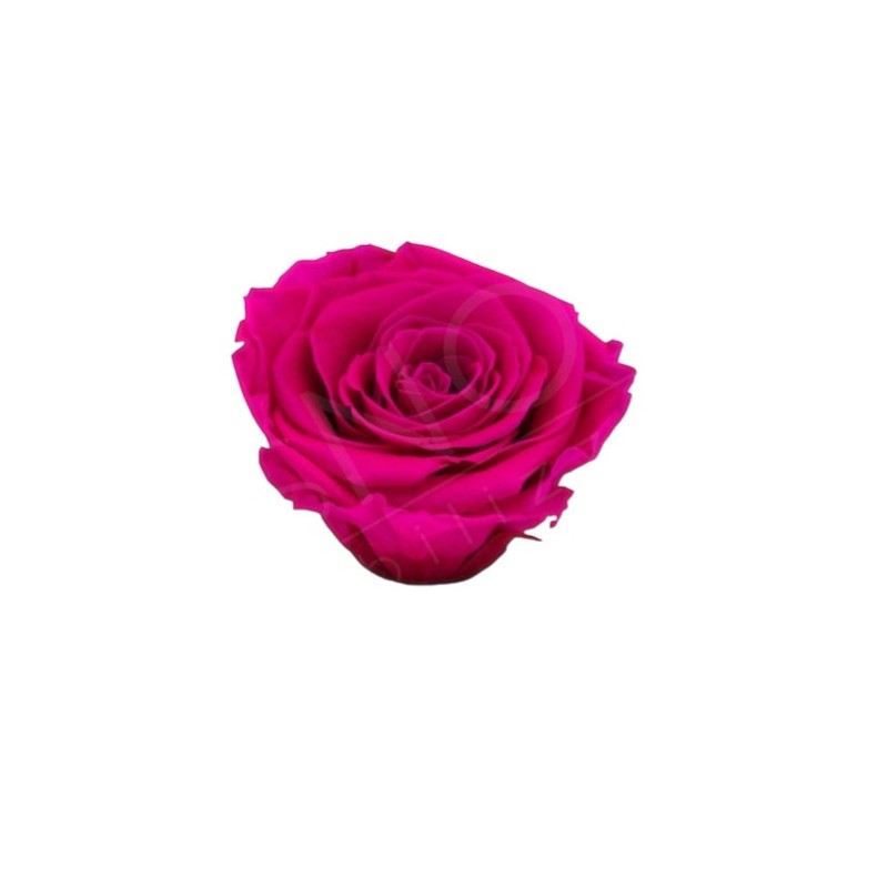 ROSE STABILIZZATE INES  X6 FUXIA D.4CM