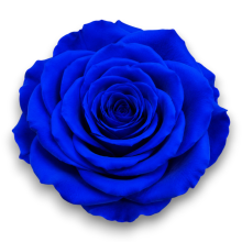 ROSE STABILIZZATE X6 BLU D.4CM