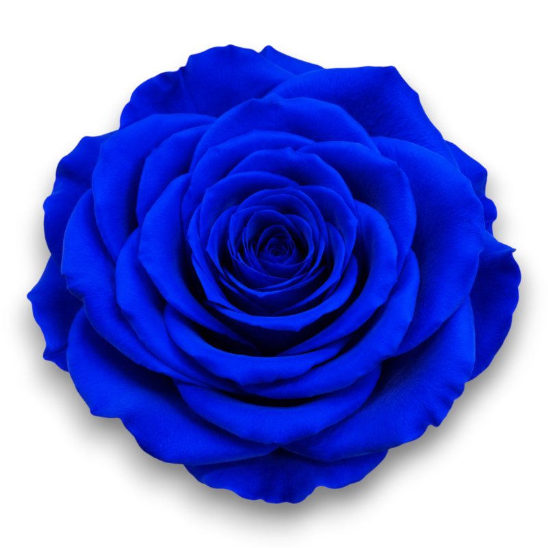 ROSE STABILIZZATE X6 BLU D.4CM