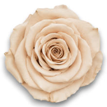 ROSE STABILIZZATE BEIGE CM.6 X 6 PEZZI