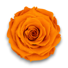 ROSE STABILIZZATE ARANCIO CM.6 X 6 PEZZI