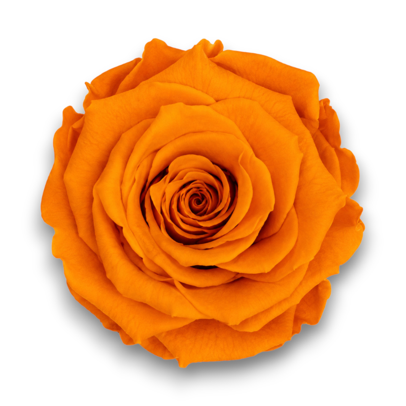 ROSE STABILIZZATE ARANCIO CM.6 X 6 PEZZI